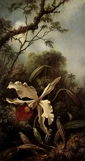 Heade: Orchid and Hummingbird