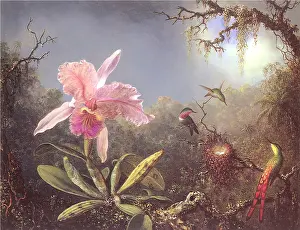 Orchid: Orchid and Hummingbirds