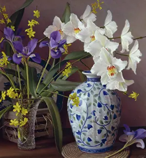 Stylosa: Orchid, Iris Stylosa and Winter Jasmine