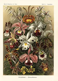 Glitsch: Orchid species