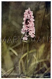 Arachnids: ORCHID SPIDER