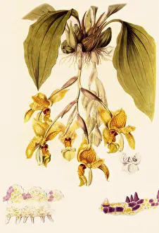 Stanhope: Orchid, Stanhopea wardi
