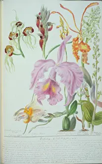 Twining: Orchideae