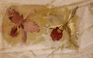 Heade: Two Orchids