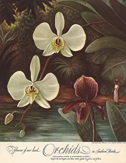 Sympathy: Orchids