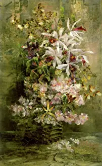 Leans: Orchids