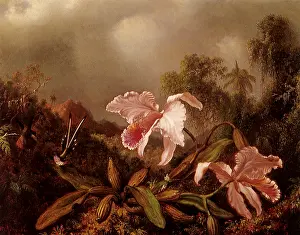 Wispy: Orchids and Hummingbird