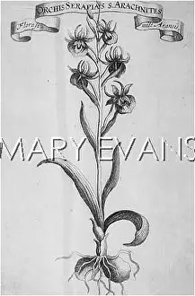 Serapis: ORCHIS SERAPIS