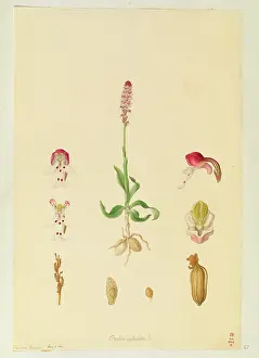 Bauer: Orchis ustullata, Burnt Orchid