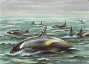 Locomotion: Orcinus orca gladiator, orca gladiator