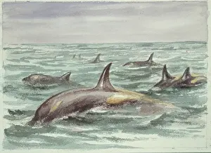 Locomotion: Orcinus orca, orca