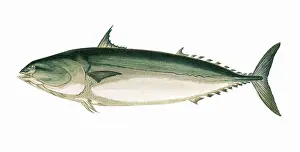 Mackerel: Orcynopsis unicolor, or Plain Bonito