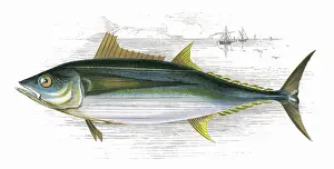 Finned: Orcynus germon, or Long-Finned Tunny