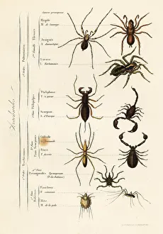 Achille Comte: Orders of Arachnids