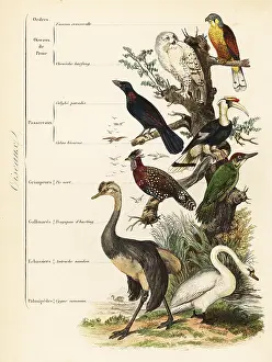 Achille Comte: Orders of Birds