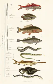 Rouget: Orders of fish