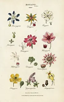 Pantologia: Orders of flowers: Monogynia, Digynia, Trigynia