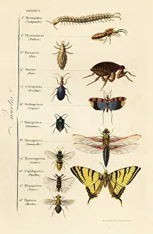 Scolopendra: Orders of Insects