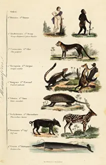 Homme: Orders of Mammals