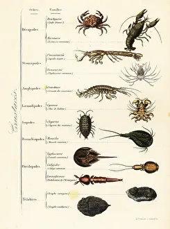 Achille Comte: Orders of marine and terrestrial crustaceans