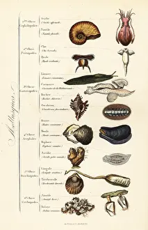 Clam: Orders of Molluscs