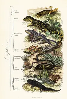 Steel Engraving: Orders of reptiles