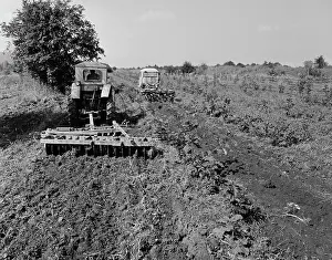 Rows: Ordzhonikidze forestry