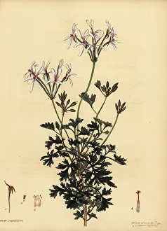 Florist: Oregon cranesbill, Geranium oreganum
