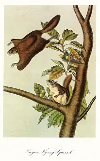 Leaps: Oregon Flying Squirrels