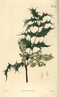 Aquifolium: Oregon grape, Berberis aquifolium