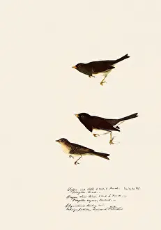 Sparrow: Oregon Junco and Clay-Colored Sparrow