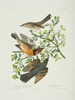 Sage: Oreoscoptes montanus, sage thrasher, Ixarius naevius, varied