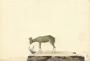 Springer: Oreotragus oreotragus, klipspringer