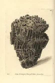 Madrepora: Organ madrepore, Madrepora musicalis