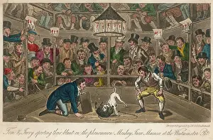 Humane: ORGANISED DOG FIGHTING