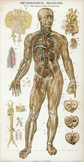 Physiological: Organs of Circulation