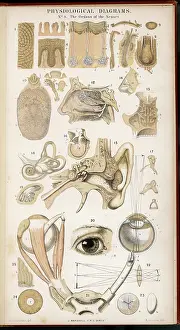 Senses: Organs of the Senses