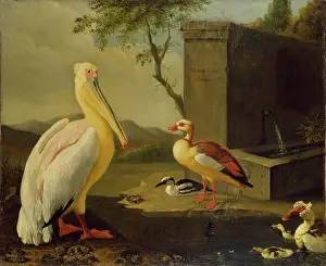 Pelicans: Oriental Birds