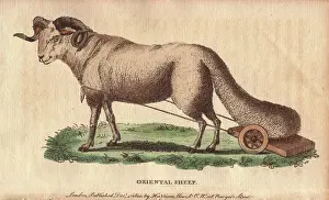 Ovis: Oriental broad-tailed sheep with its tail on