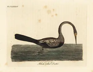Darter: Oriental darter or Indian darter, Anhinga