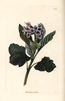 Orientalis: Oriental henbane, Physochlaina orientalis