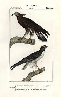 White Tailed: Oriental honey buzzard, Pernis ptilorhyncus