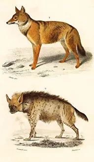 Jackal: An Oriental Jackal and A Hyaena