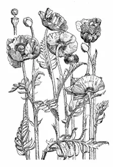 Midgley: Oriental Poppy