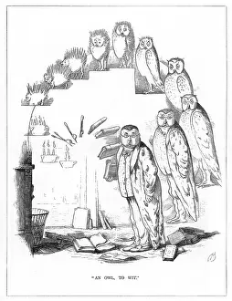 Stupidity: Origin Species, CH Bennett, Wit - owl