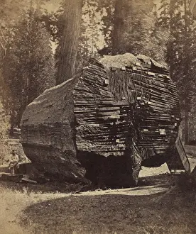 Felled: The Original Big Tree, was 92 feet in circumference ?