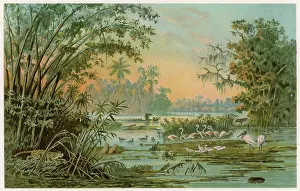 Orinoco: ORINOCO JUNGLE LIFE