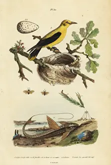 Loriot: Oriole blackbird, chocolate loricarid catfish