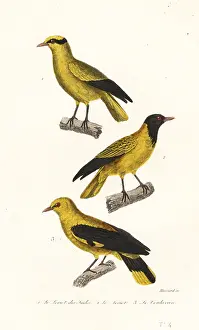 Steel Engraving: Oriole species