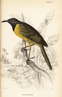 Swainson: Oriole warbler, Hypergerus atriceps